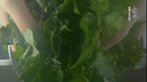 【面皮】1.鍋中水開時(shí)，放挑揀好的艾草和一撮小蘇打，第一遍煮開后倒掉，重新加水大火煮開后，小火煮1小時(shí)。煮爛的艾草用紗布瀝干。